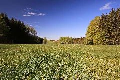Naturdenkmal Schettler Wiese In Stollberg Bei Beutha, Erzgebirgskreis, Sachsen 2H1A3482Wi