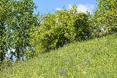 Naturschutzgebiet Aabereich Mellingen 3