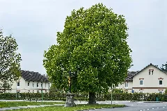 Ndoö 514 Wels Lichtenegg Rosskastanie Kruzifix