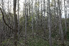 Near Kiessee Maust 2021 04 24 29