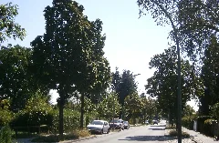 Neukölln Rudow Zittauer Straße P8250034 (25)