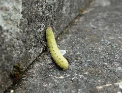 Noctua Pronuba Steinstreppe