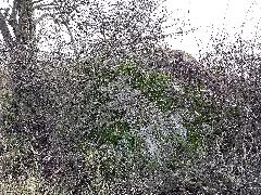 Nö Naturdenkmal Ko 008 Felsgebilde Sl5