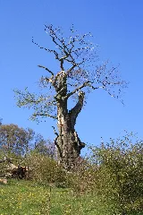 Nsg Buchschirmküppel (08)
