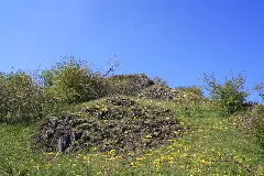 Nsg Buchschirmküppel (10)