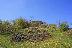 Nsg Buchschirmküppel (11)