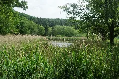 Nsg Wurmtal Fischteich