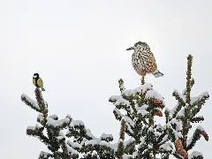 Nutcracker And Great Tit, Verbier, Schweiz (6831800891)