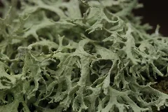 Oakmoss Evernia Prunastri (34345544416)