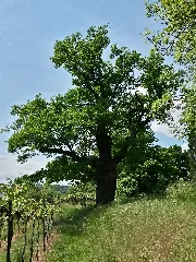 Odernheim Nd 7133 426 Eiche 001