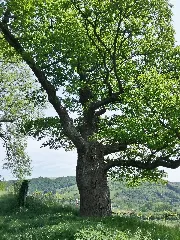 Odernheim Nd 7133 426 Eiche 003