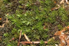 Oligotrichum Hercynicum (A, 150147 481729) 8376