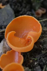Orange Peel Fungus Aleuria Aurantia (21409879164)