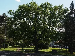 P5089429 Eiche Wn 033