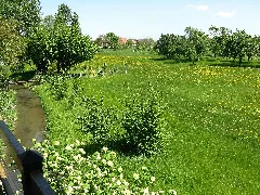 Panoramio Imbirkenweg (1)