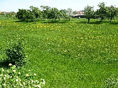 Panoramio Imbirkenweg