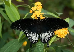 Papilio Pjt1