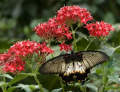 Papilio Pjt2
