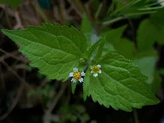 Peruvian Daisy