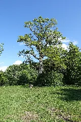 "Poleneiche" Im Tannhörnle