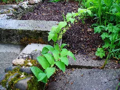Polygonatum Multiflorum 001