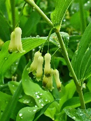 Polygonatum Multiflorum 002