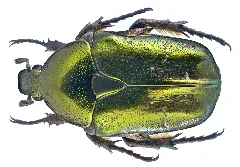 Protaetia Cuprea Metallica (Herbst, 1782) (19929089212)