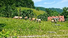 Przewalskis Horses