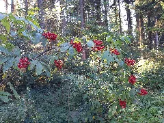 Red Elderberry, Bärstadt