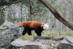 Red Panda (6819162154)