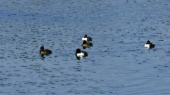 Reiherenten Steinwedeler Teich