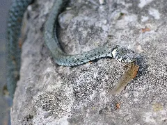 Ringelnatter, Natrix Natrix 03