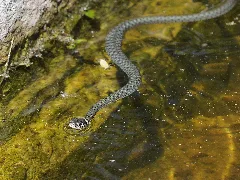 Ringelnatter, Natrix Natrix 04