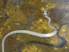 Ringelnatter, Natrix Natrix 05