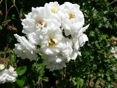 Rosa Arvensis 'Plena' 01