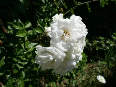 Rosa Arvensis 'Plena' 02