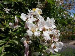 Rosa Longicuspis 01
