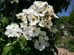 Rosa 'Seagull' 01