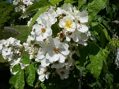 Rosa 'Seagull' 02