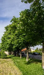Rostkastanienreihe Meidlgasse