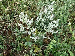 Salvia Aethiopis Sl10