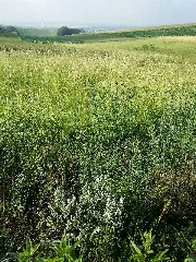 Salvia Aethiopis Sl11