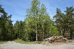 Schleswig Holstein, Bark, Wittenborner Heide Nik 6012