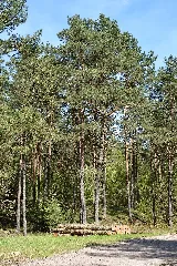 Schleswig Holstein, Bark, Wittenborner Heide Nik 6014