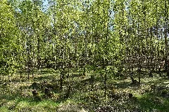 Schleswig Holstein, Bark, Wittenborner Heide Nik 6017