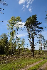 Schleswig Holstein, Bark, Wittenborner Heide Nik 6028