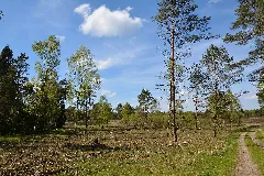 Schleswig Holstein, Bark, Wittenborner Heide Nik 6029