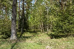 Schleswig Holstein, Bark, Wittenborner Heide Nik 6031