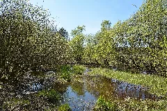 Schleswig Holstein, Bark, Wittenborner Heide Nik 6033
