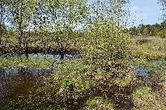 Schleswig Holstein, Bark, Wittenborner Heide Nik 6035